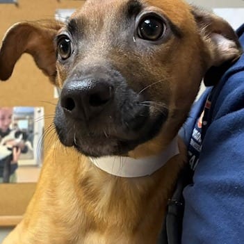 Photo of Sandy, adoptable Mixed Breed (Medium)