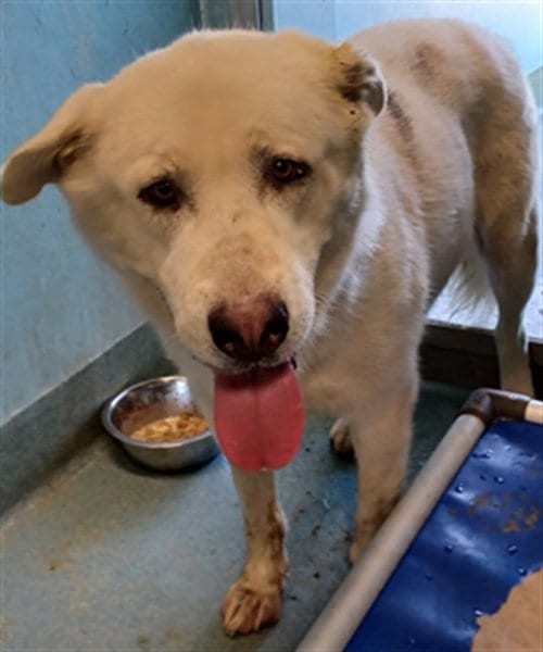 Photo of Vinny, adoptable Labrador Retriever in Baldwin Park, California