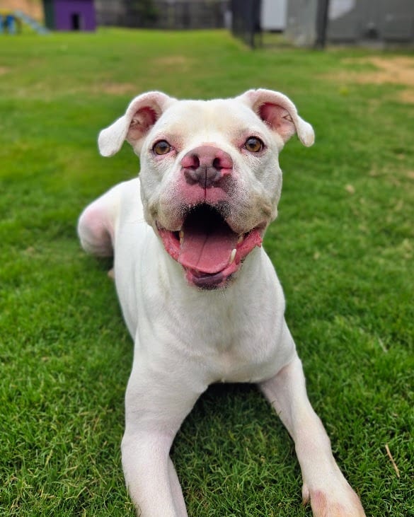 Photo of Brutus, adoptable Pit Bull Terrier in Douglasville, Georgia
