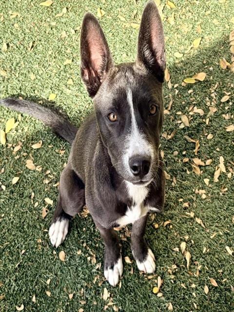 Photo of Willow, adoptable Australian Kelpie in Salinas, California