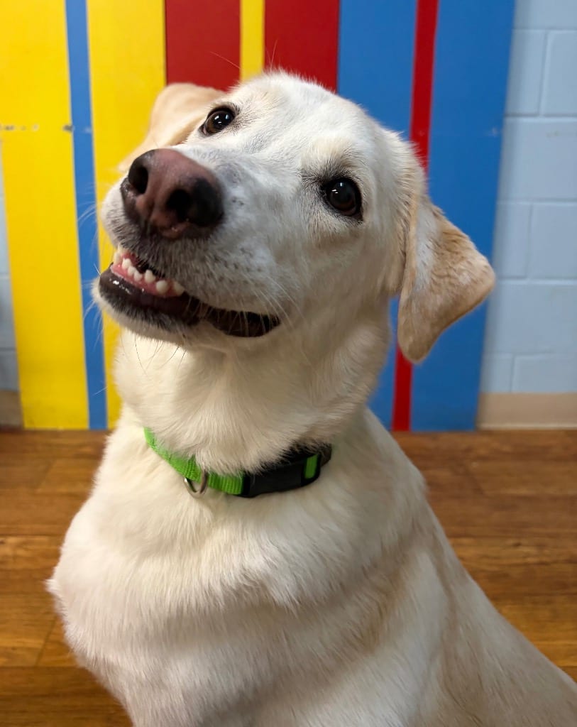 Photo of Willow, adoptable Mixed Breed in Ocala, Florida
