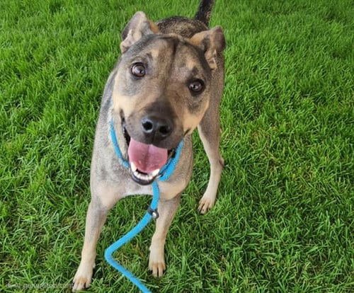 Photo of Cinnamon, adoptable German Shepherd Dog in Albuquerque, New Mexico