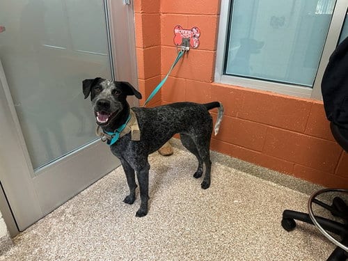 Photo of Winston, adoptable German Shorthaired Pointer in Pueblo, Colorado