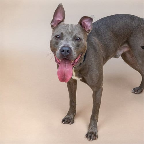 Photo of Blue Bond, adoptable Pit Bull Terrier in St Louis, Missouri