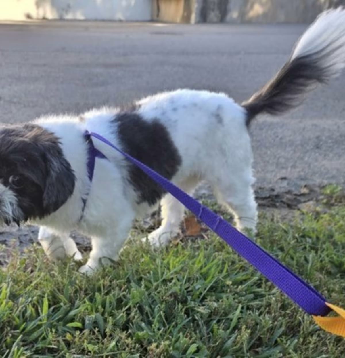 Photo of Cookie, adoptable Shih Tzu in Oakland, New Jersey