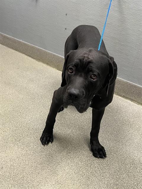 Photo of Mazikeen, adoptable Cane Corso Mastiff in Las Vegas, Nevada