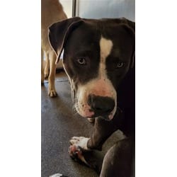 Photo of Maximus, adoptable American Pit Bull Terrier in San Bernardino, California