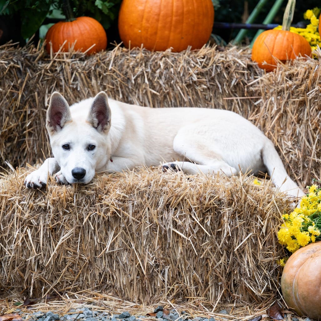 Photo of Jocelyn, adoptable Shepherd in Wake Forest, North Carolina