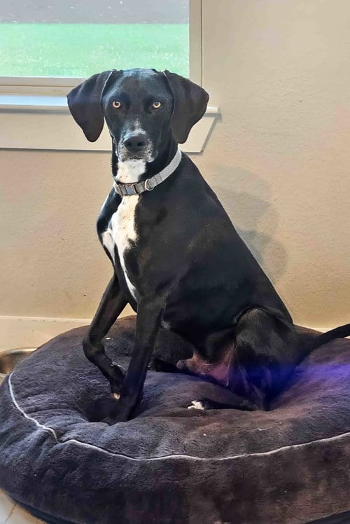 Photo of Jag, adoptable Labrador Retriever in McKinney, Texas