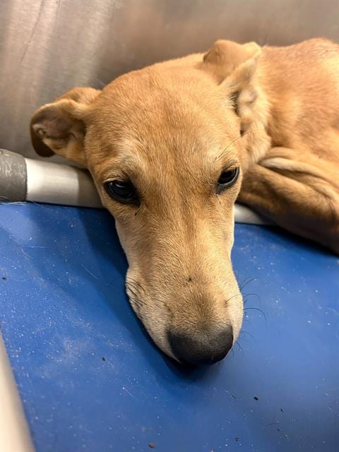 Photo of Lika, adoptable Mixed Breed