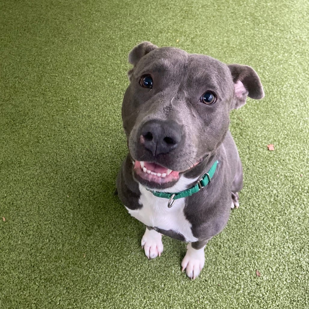 Photo of Gardener, adoptable Mixed Breed (Medium) in Greensboro, North Carolina
