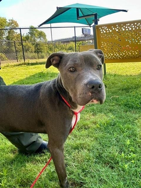 Photo of Gypsy, adoptable Pit Bull Terrier in Temple, Texas