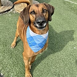 Photo of Clifford, adoptable Hound (Unknown Type) in East Hartford, Connecticut