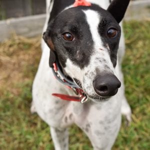 Photo of Never Too Much, adoptable Greyhound in Grandville, Michigan