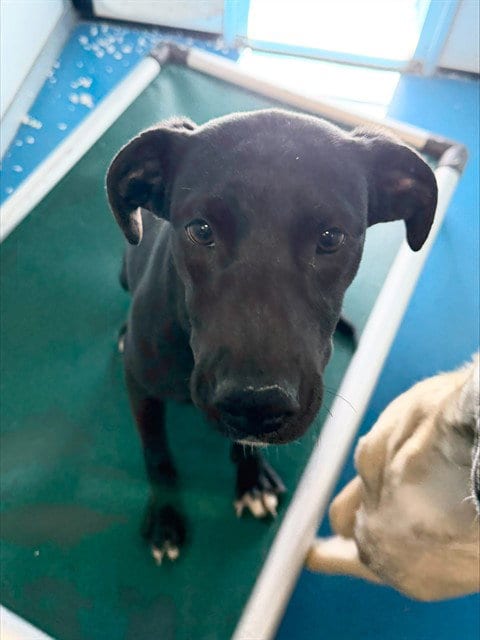 Photo of A171764, adoptable German Shepherd Dog in Bakersfield, California