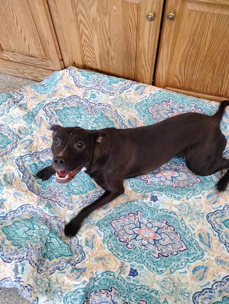 Photo of Luna, adoptable Pit Bull Terrier in Findlay, Ohio