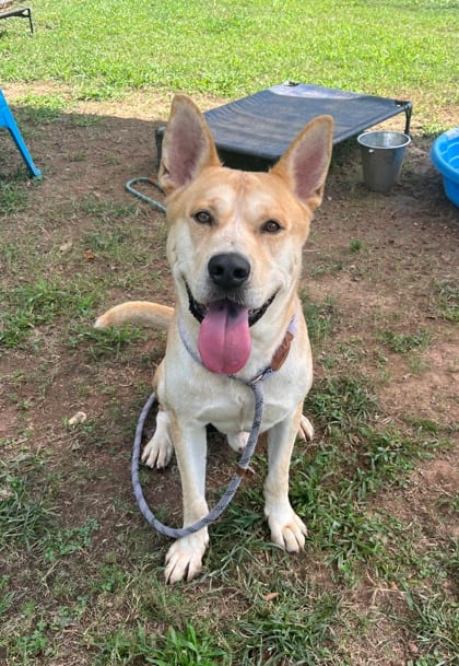 Photo of Grantom, adoptable dog in Chamblee, Georgia