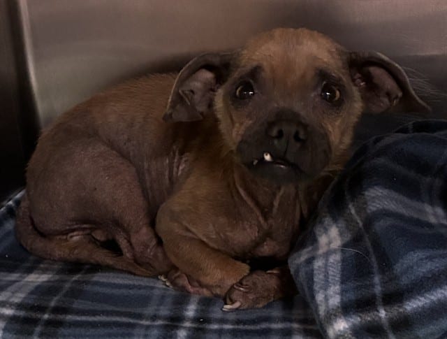 Photo of Senior Chihuahua - Smooth Coated, adoptable Chihuahua - Smooth Coated in Devore, California