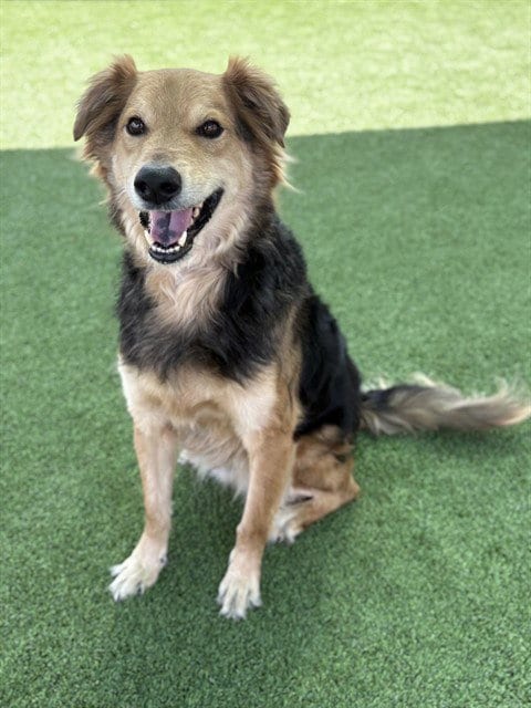 Photo of Paco, adoptable German Shepherd Dog in Castaic, California