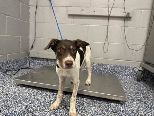 Photo of Lucus, adoptable Terrier in Thousand Palms, California
