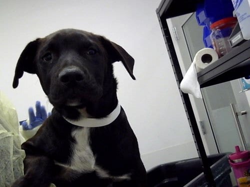 Photo of Ember, adoptable Labrador Retriever in Mesa, Arizona