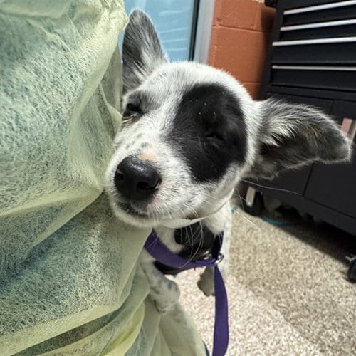 Photo of August, adoptable Australian Cattle Dog/Blue Heeler in Pueblo, Colorado