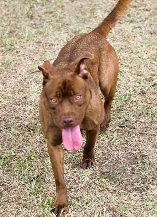 Photo of Ruby, adoptable Labrador Retriever in Houston, Texas