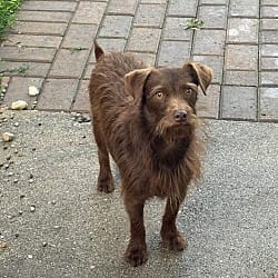 Photo of Dexter, adoptable Brussels Griffon Terrier (Unknown Type, Small) in Union Grove, Wisconsin