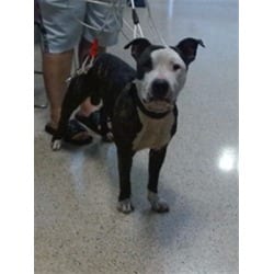 Photo of Justin, adoptable Terrier (Unknown Type, Medium) in Doral, Florida