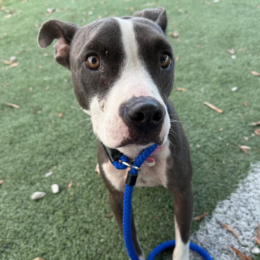 Photo of Tilly, adoptable dog