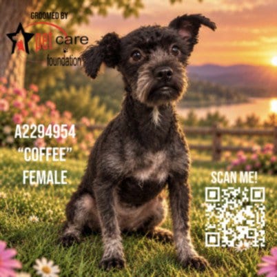 Photo of Sadie, adoptable Poodle (Miniature) in Los Angeles, California