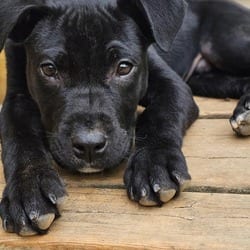 Photo of Rue, adoptable Labrador Retriever Boxer in Winchester, Virginia