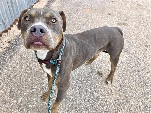 Photo of Sub, adoptable American Pit Bull Terrier in Albuquerque, New Mexico