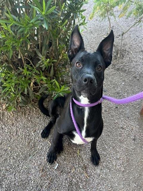 Photo of Flor, adoptable American Pit Bull Terrier in Phoenix, Arizona