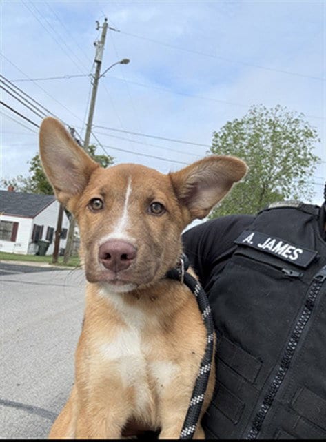 Photo of Hyde, adoptable Carolina Dog in Killeen, Texas