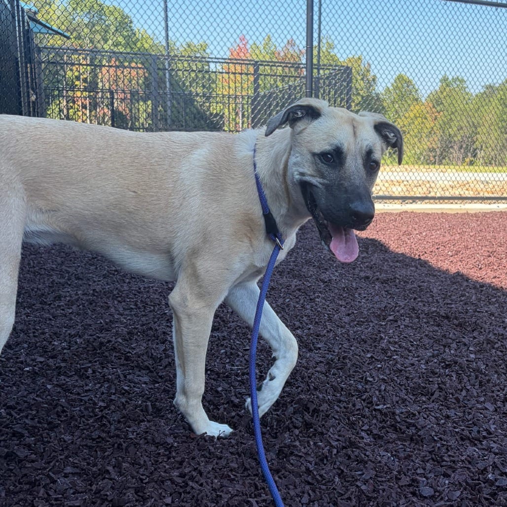 Photo of Bella, adoptable Shepherd, German in Spartanburg, South Carolina