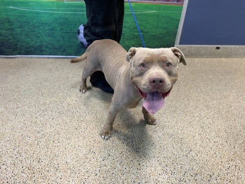 Photo of Myra, adoptable American Bulldog in Miami, Florida