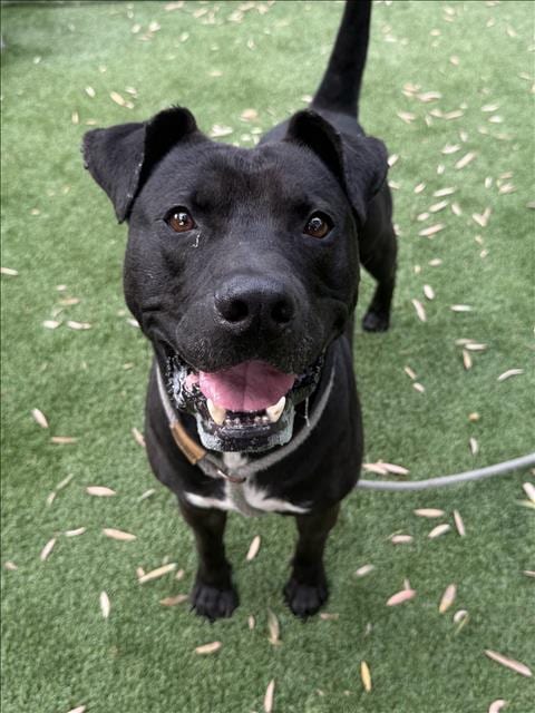 Photo of Handsome Harold, adoptable Pit Bull Terrier in Los Angeles, California