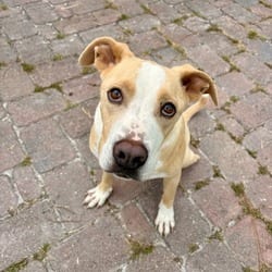 Photo of Pam 4807, adoptable Mixed Breed (Medium) in Loxahatchee, Florida