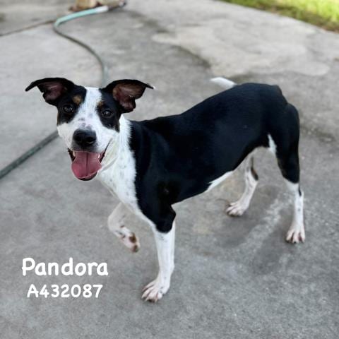 Photo of Pandora, adoptable Australian Cattle Dog/Blue Heeler in Conroe, Texas