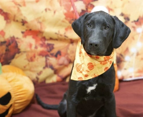 Photo of Louie, adoptable Great Dane in Placerville, California