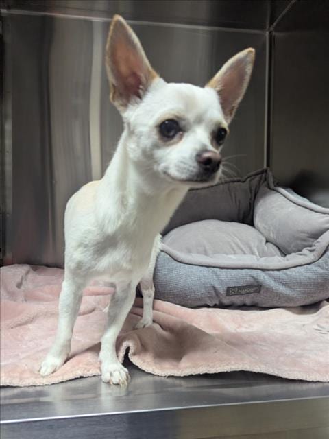 Photo of Pikachu, adoptable Chihuahua in Derwood, Maryland