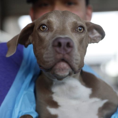 Photo of Lavender, adoptable American Staffordshire Terrier in San Antonio, Texas