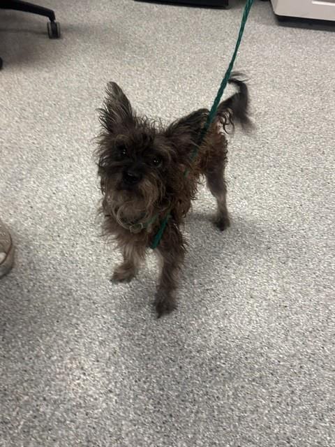 Photo of Scruffy, adoptable Cairn Terrier in Pasadena, Texas