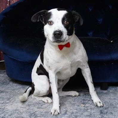 Photo of Beau, adoptable Terrier, Pit Bull / Unknown in Weatherford, Texas