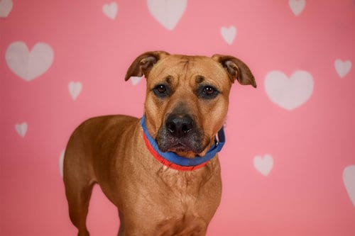 Photo of Koko, adoptable American Bulldog in West Palm Beach, Florida