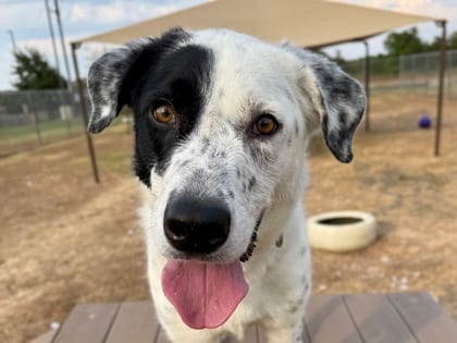 Photo of Patch, adoptable dog in Georgetown, Texas