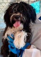 Photo of Oreoana, adoptable Havanese in West Bloomfield, Michigan