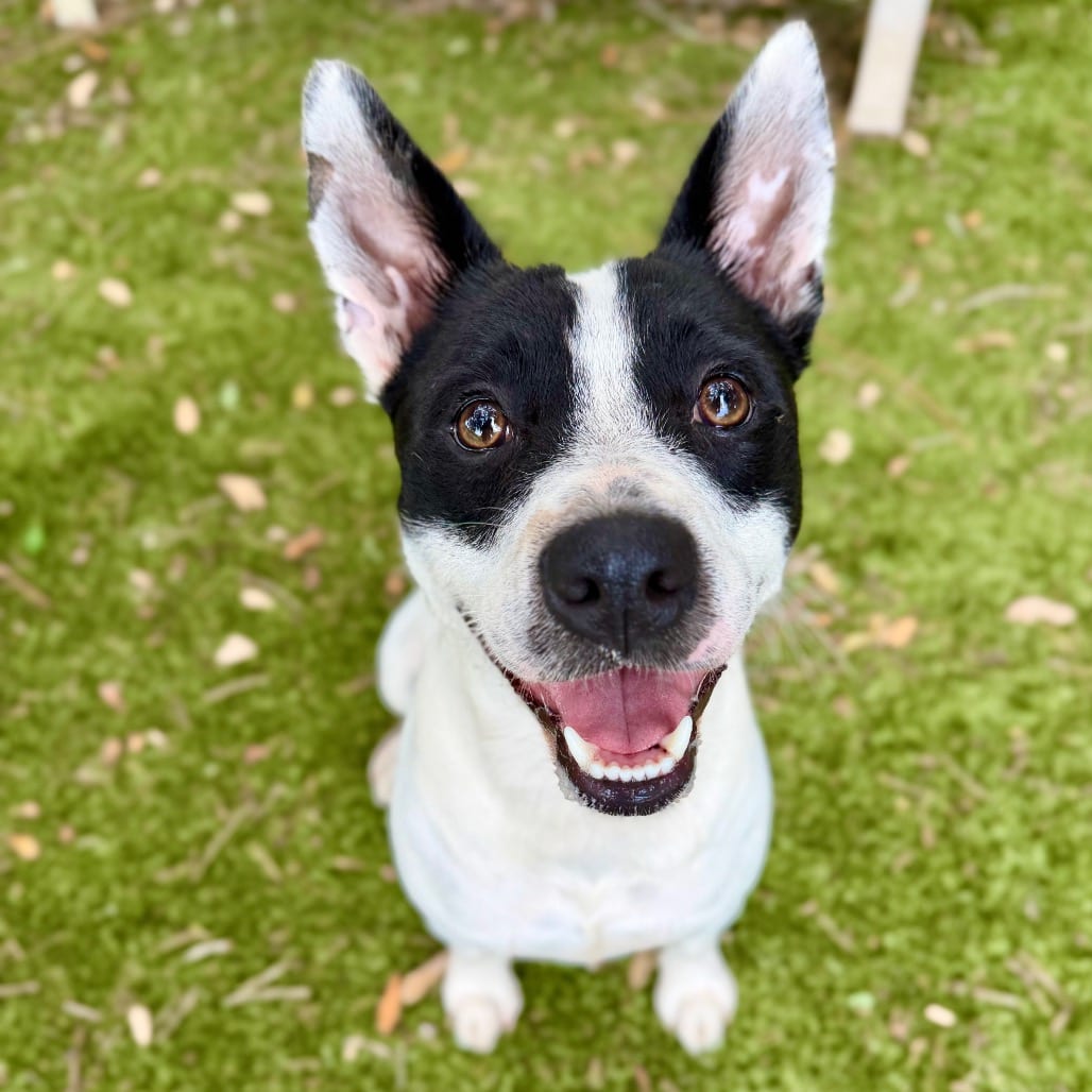 Photo of Bear, adoptable Mixed Breed (Medium) in Milton, Florida