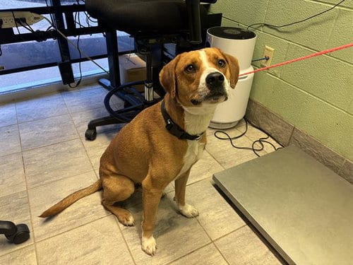 Photo of Zuko, adoptable American Staffordshire Terrier in Grand Prairie, Texas
